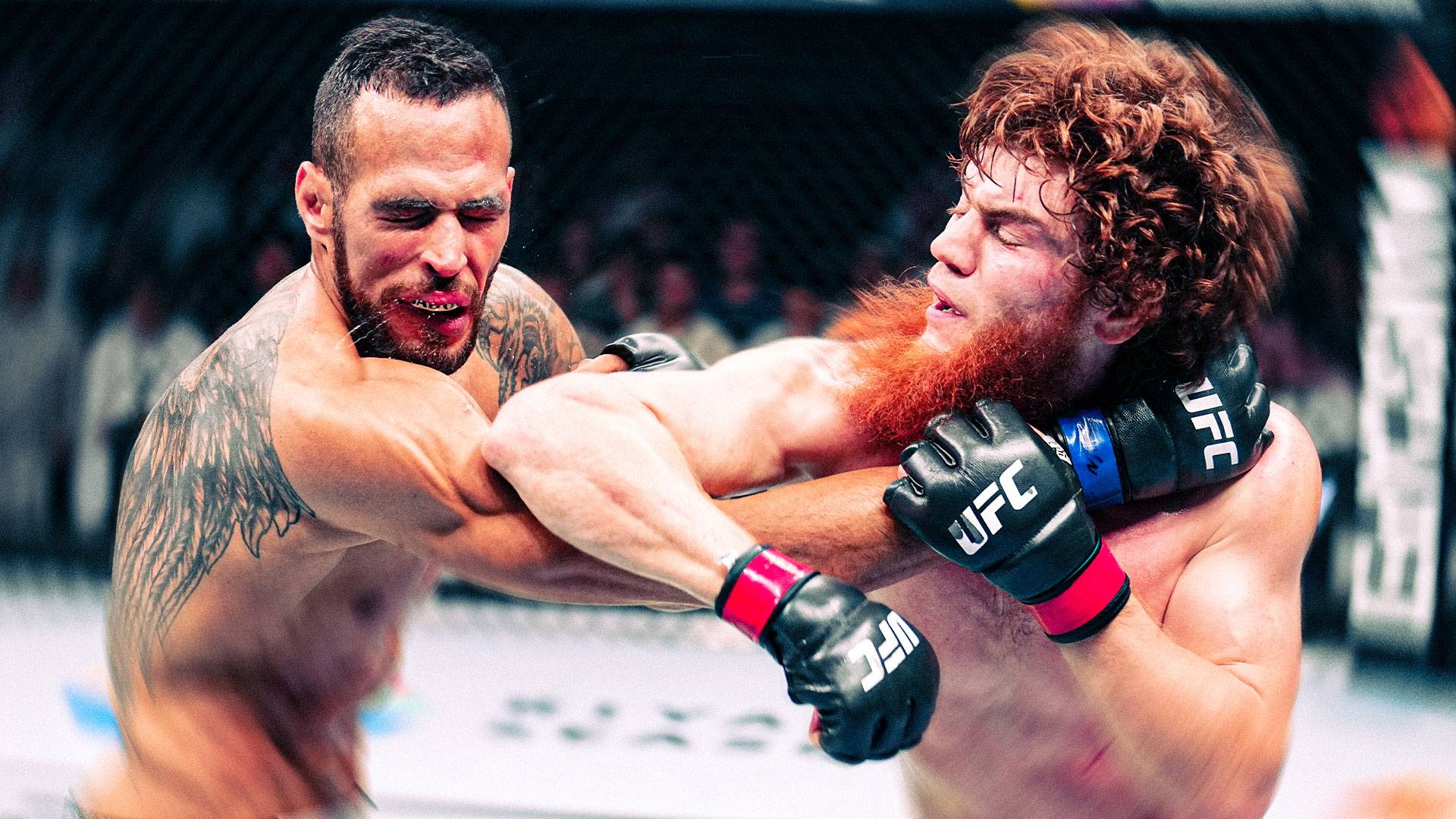 Шара Буллет vs Антонио Триколи | Полный бой смотреть онлайн