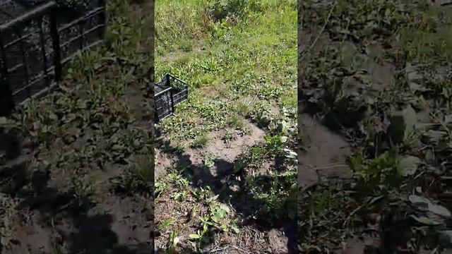 Серена середний сорт Абрикоса