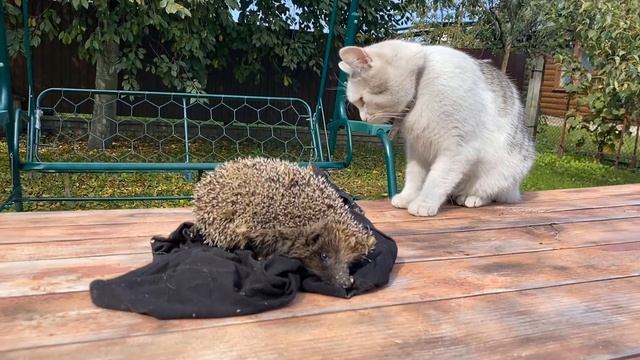 24 Часа с ПУПСЕЙ на УЛИЦЕ Челлендж! **ПРОНИКЛИ за ЗАБОР к СОСЕДУ** смотреть онлайн