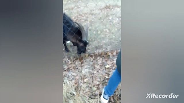 Я был сегодня с классом на страусиной ферме мы кормили животных и там страус и он побежал:#хочуврек смотреть онлайн
