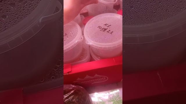 наверное моя ошибка при пересадке.. надеюсь орхидейки выживут ??? смотреть онлайн