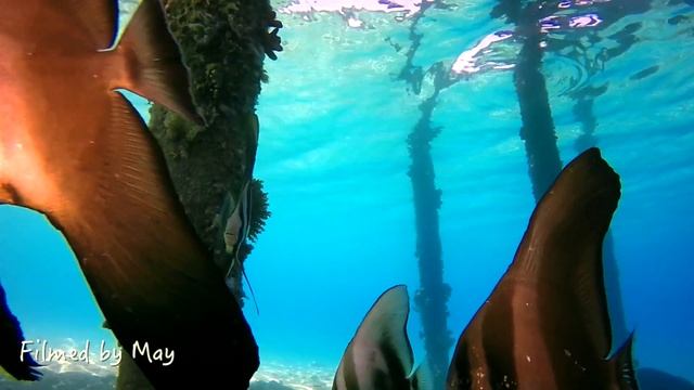 Летучие мыши и место их обитания