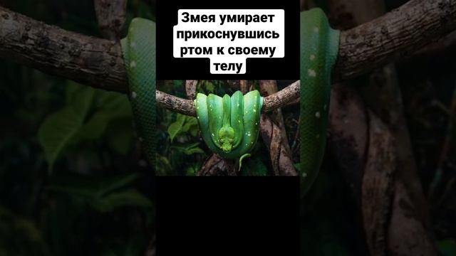 Змея которая умирает прикоснувшись ртом к своему телу #shorts смотреть онлайн