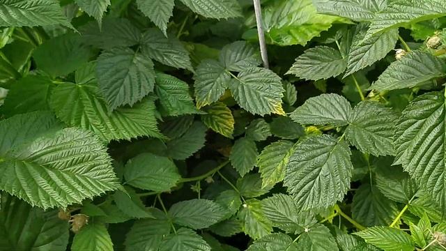 Малина Версаль делаем прищипку побегов смотреть онлайн