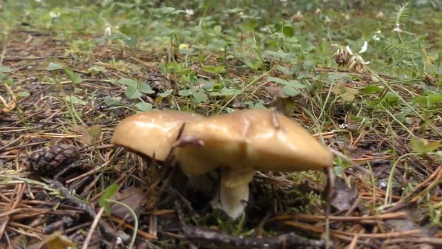 Собираем Белые Грибы. смотреть онлайн