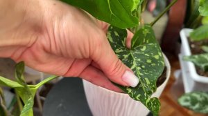 Обзор моих  Сингониумов 🪴