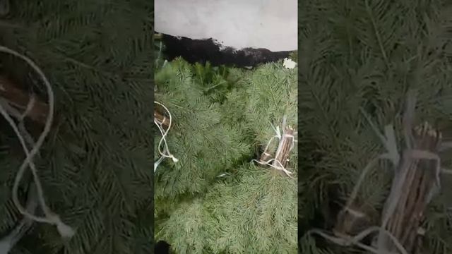 Обзор Пихтового веника смотреть онлайн