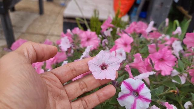 My Petunia Collection смотреть онлайн