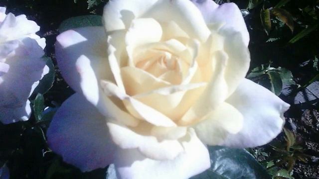 Розы в Сибири. Обзор. 2 часть.