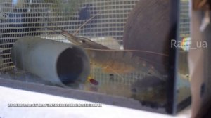 Курс по разведению пресноводной креветки Макробрахиум Розенберга