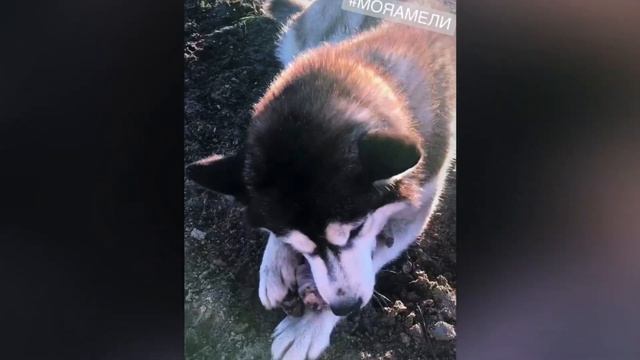 Домашние животные - Пушистые друзья (2018) смотреть онлайн