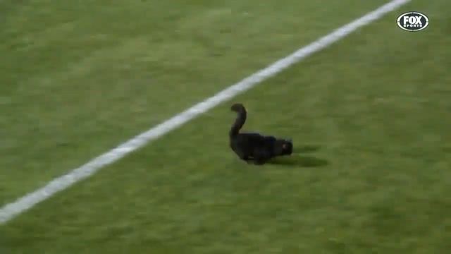 Офигенный черный котик выбежал на футбольное поле во время матча по регби смотреть онлайн