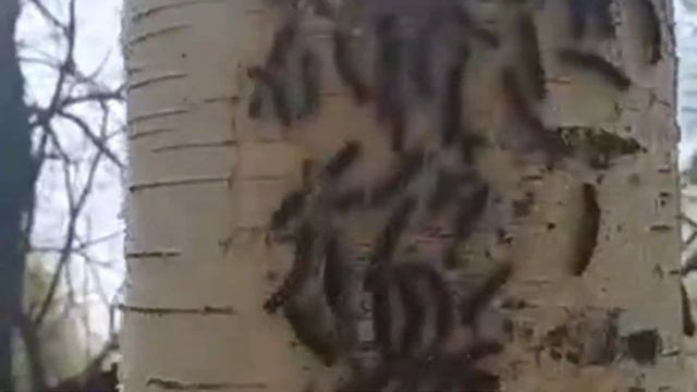 Леса Подмосковья атаковали гусеницы смотреть онлайн