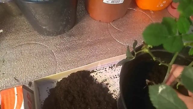 Корневая система корнесобственных роз.Пересадка . смотреть онлайн