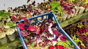 Колеусы обзор 16 марта 22г.mp4