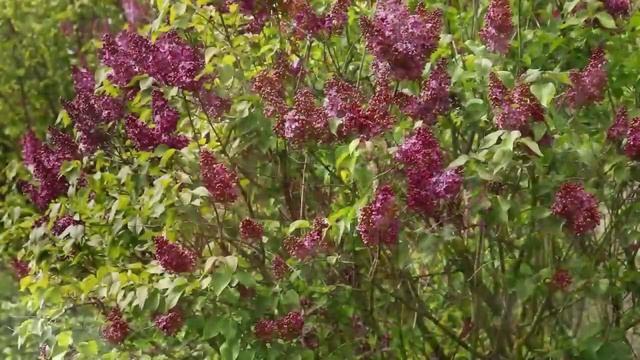 Садовые комнаты. Гостиная в моем саду. смотреть онлайн