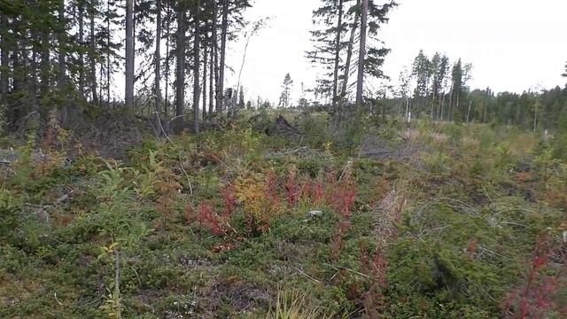 В ТАЙГУ НА 3 ДНЯОХОТИМСЯСОБИРАЕМ БРУСНИКУНОЧУЕМ В САМОДЕЛЬНОМ ДОМЕ НА КОЛЕСАХМЕДВЕДЬ НА ДЕЛЯНКЕ