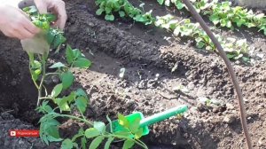 Как посадить рассаду высокорослых помидор в парник. Посадка рассады высокорослых томатов в парник