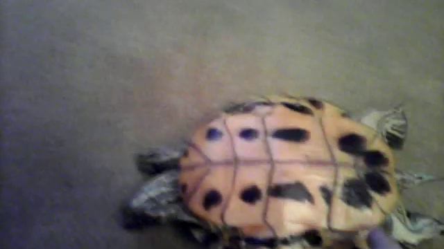 Черепаха Rocki не может перевернуться смотреть онлайн