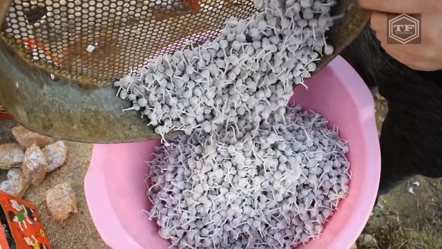 EXPERIMENT 50000 SNAPPERS FIRECRACKERS DROPPED AT ONCE