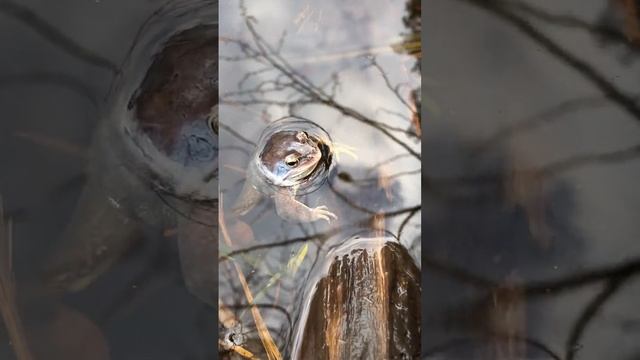 Лягушечье царство 2, питомник лягушек, икра лягушек Frog kingdom 2, frog nursery, frog caviar смотреть онлайн