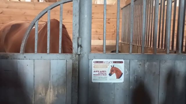 ПОЛ Миллиона за коня. Конеферма Сочи. смотреть онлайн