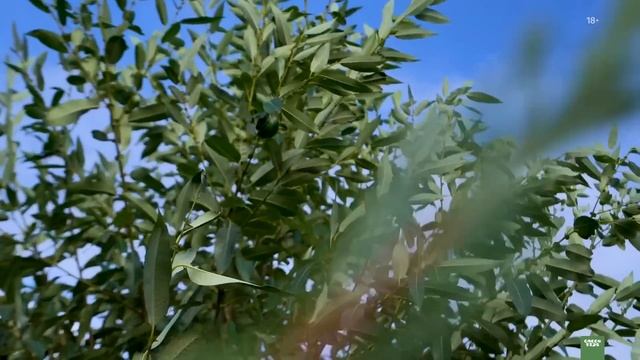 Ивы кустарники и не только. Как сделать стильный сад с помощью ив смотреть онлайн