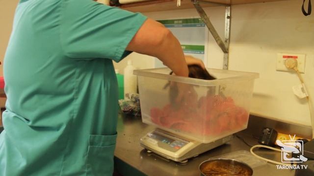 Baby Platypus Update from the Taronga Wildlife Hospital смотреть онлайн