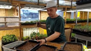 Как мы сеем вербену и виолу. Когда сеять виолу? когда сеять вербену? Вербена. Виола.