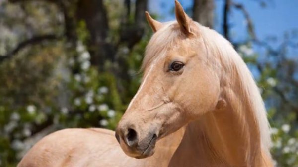 Instrumentals: The Violin Part 1