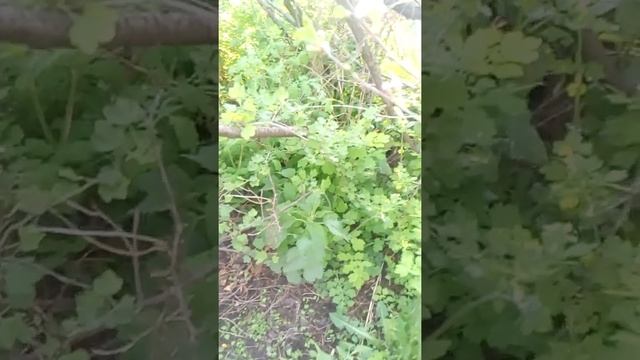 Яйца утки на даче смотреть онлайн