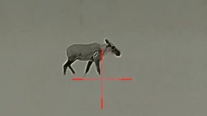 Охота на лося тепловизор сезон 2022