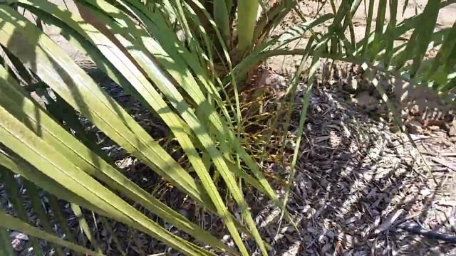 Pindo palm.Пальма Пиндо(желейная пальма) 05. 31. 2018. смотреть онлайн