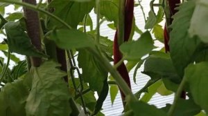 Томат Сердце Сибири