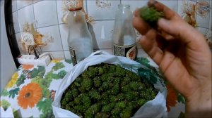 Настойка на сосновых шишках (Будни охотника и рыбака)