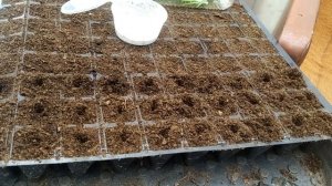 Черенкование гвоздики.