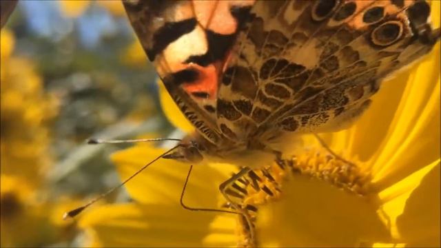 Зорька алая Братья Радченко смотреть онлайн