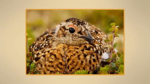 Тундра Видеоурок по окружающему миру 4 класс online video cutter com 2 смотреть онлайн