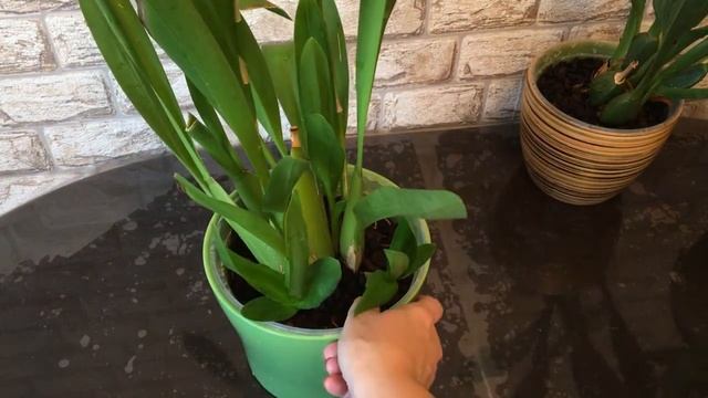 Орхидеи. Полив и купание и результат зеленого удобрения.