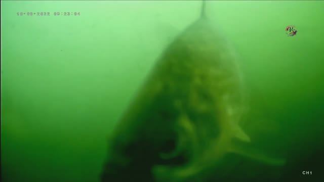 Fishing Синхронная съёмка поклёвок над и под водой. Ловил на ХЛЕБ. Рыбалка на озере в Краснодаре смотреть онлайн