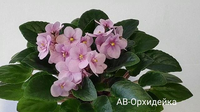 АВ-Веселые Мелодии.АВ-Неженка.АВ-Орхидейка.Балчуг Интуиция.ЛЕ-Сон Трава смотреть онлайн