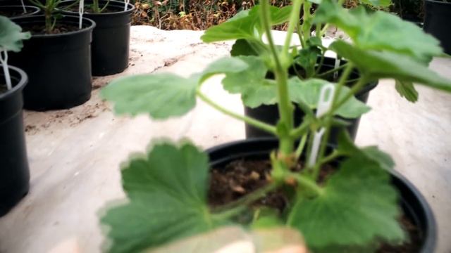 ВТОРАЯ ПРИЩИПКА ПЕЛАРГОНИИ смотреть онлайн