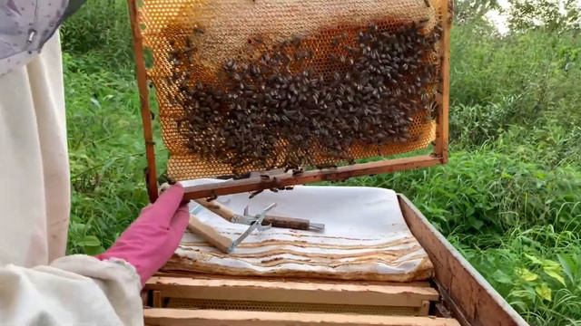 К пчёлам в Чернобаево смотреть онлайн
