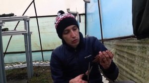 Китайская клубника. Посадка рассады фриго новейших сортов клубники из Китая.