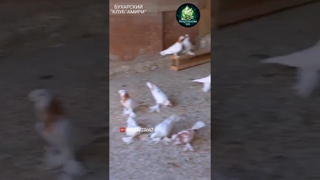 Голуби,Гулома Город Бухара,Pigeons,Guloma City Of Bukhara!!