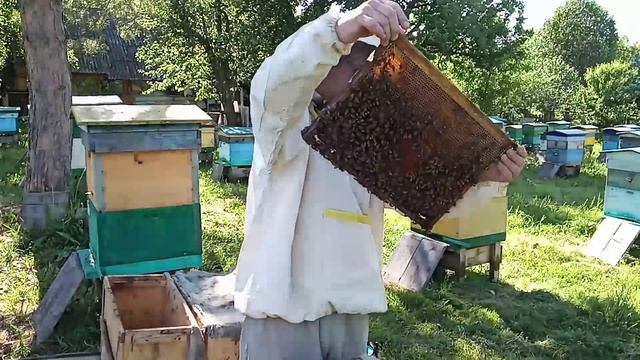 Пчеловодство №61 Обзор развития слабой семьи и вновь посаженных роев. смотреть онлайн