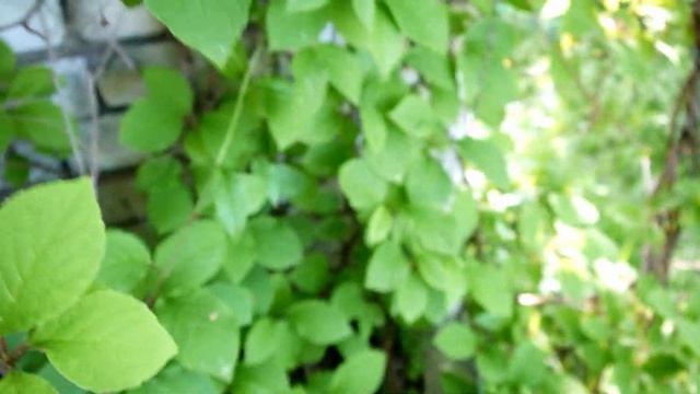 Знакомимся - садовые лианы смотреть онлайн