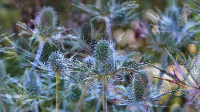 «Синеголовник или Эрингиум» РЕЛАКС АРТ-ТЕРАПИЯ improvisation piano Victor Mikhailovich Anokhin смотреть онлайн