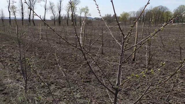 черешни и дюки на подвое колт смотреть онлайн