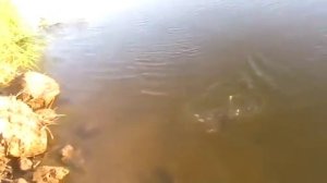 Ловля на СПИННЕРБЕЙТ